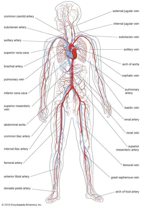 Cardiovascular System Drawing at PaintingValley.com | Explore ...