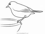 Robin Bird Coloring Pages sketch template