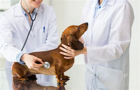 Why Lab Work Matters For Your Pet - North Orange Animal Hospital