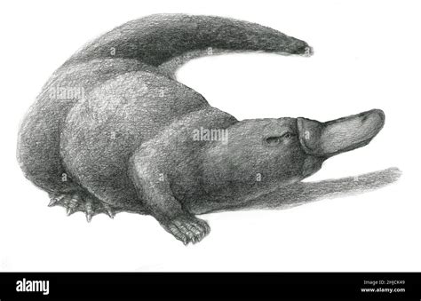 Platypus spur Cut Out Stock Images & Pictures - Alamy