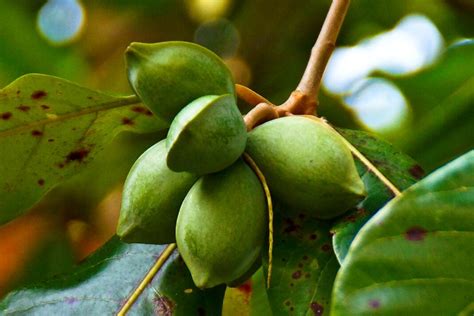 Indian Almond - Health Benefits Of Indian Almond