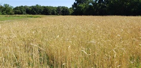 Winter rye vs winter wheat | Deer Hunter Forum