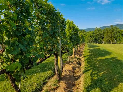 The Best Wineries in Charlottesville, Virginia - Casual Travelist