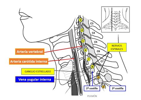 Aprende todo sobre los nervios raquídeos cervicales