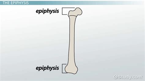 Epiphysis | Definition, Types & Function - Lesson | Study.com