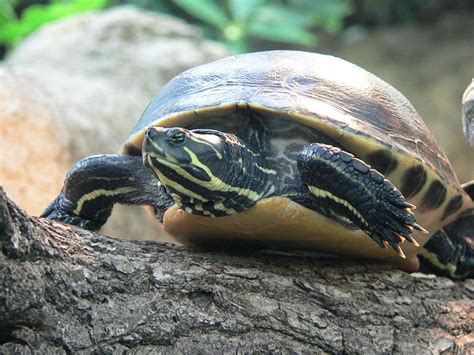 26 Types Of Turtles In Florida - Animal Hype