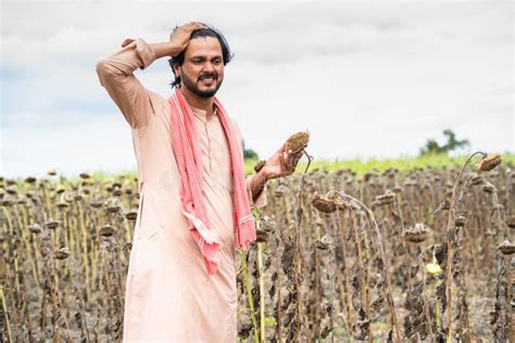 Sad Worried Farmer Crying by Looking Destroyed Sun Flower Crop at Farmland - Concept of Loss ...