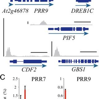 PRR5 directly controls clock-output pathways by regulating genes... | Download Scientific Diagram