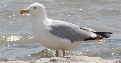 The Wandering Naturalist: Herring Gull vs Iceland Gull vs Thayer's Gull.