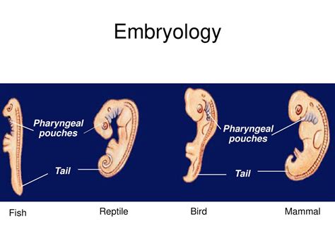 Origins of Life. - ppt download