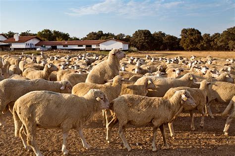 Top 60 Sheep Copulating Stock Photos, Pictures, and Images - iStock