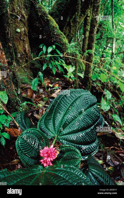 Rainforest in Masoala National Park, Madagascar Stock Photo - Alamy