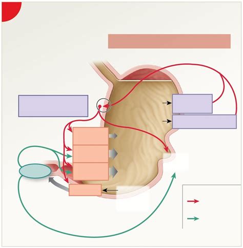 Gastric Phase Diagram Diagram | Quizlet