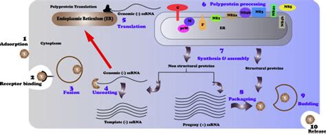 Dengue virus replication cycle. | Download Scientific Diagram