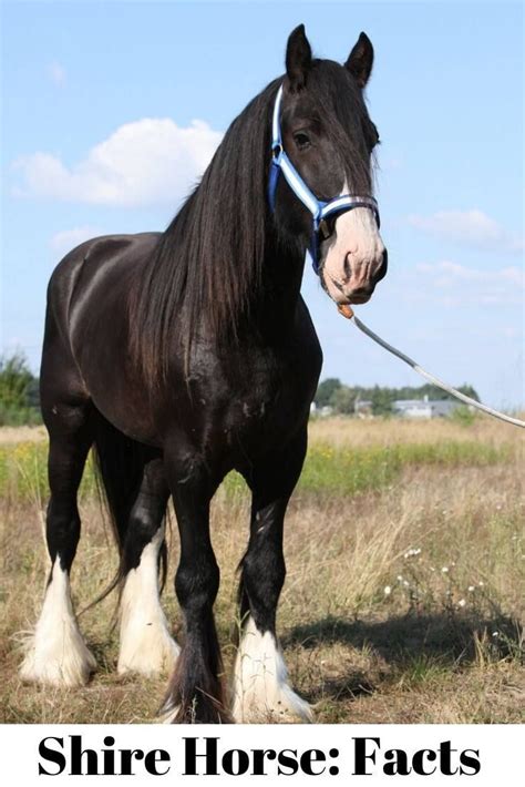 A look at the Shire Horse Breed #shirehorse #shire #breed #horse # ...