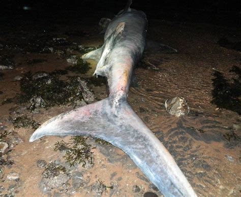 Dead 15ft basking shark washes up in Scotland - BBC News