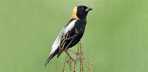 Bird of The Week: Bobolink – Kern Audubon Society