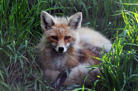 Saskatoon Forestry Farm Park & Zoo - Tourism Saskatoon