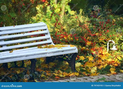 Bench in the Autumn Forest, Park Stock Image - Image of berries, leaves: 79743193