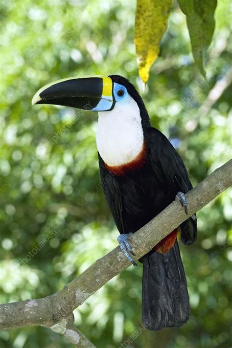 White-throated toucan - Stock Image - C009/1478 - Science Photo Library