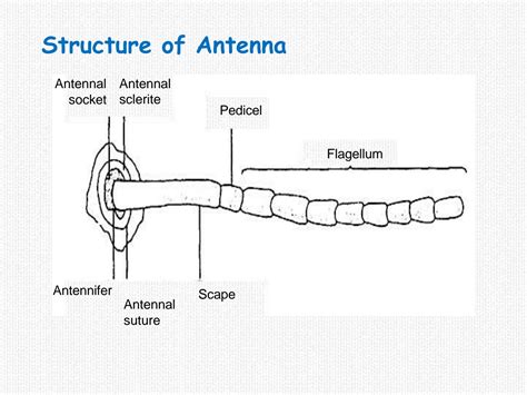 SOLUTION: Insect antennae and types - Studypool