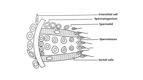 What is the function of the Interstitial cells?