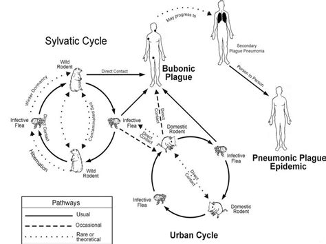 Transmission of plague from wild to human and human vicinity. | Download Scientific Diagram