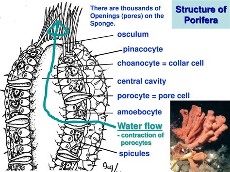 PPT - Phylum Porifera PowerPoint Presentation, free download - ID:761687