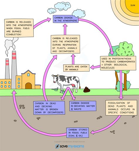 Carbon Cycle | Edexcel IGCSE Biology Revision Notes 2019