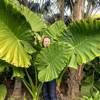 Big Leaves - Big Plant Nursery