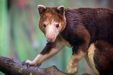 10 Fascinating Arboreal Mammals - WorldAtlas