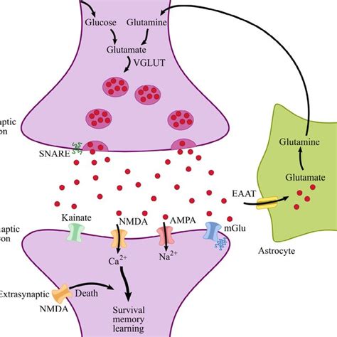 NMDA receptor as target for antidepressant: The complex NMDA receptor ...