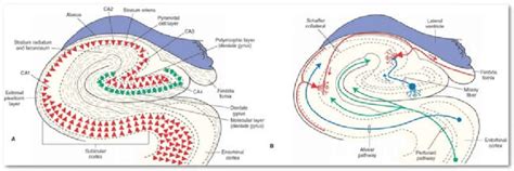 4: Anatomy of the hippocampus. Schema of the internal organisation of... | Download Scientific ...