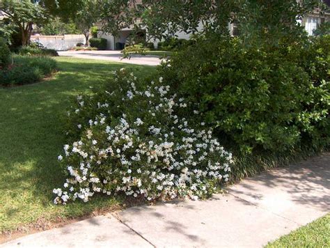 Gardenia jasminoides ‘Radicans’ | Kiefer Nursery: Trees, Shrubs, Perennials