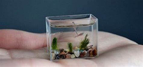 World's Smallest Aquarium « Fish :: WonderHowTo