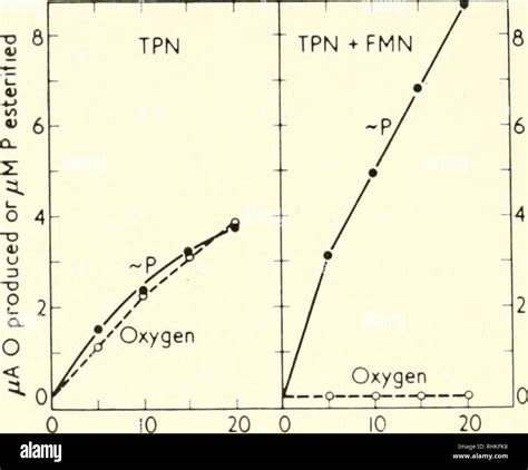 Cyclic photophosphorylation hi-res stock photography and images - Alamy