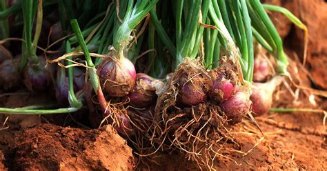 When and How to Harvest Shallots | Gardener’s Path