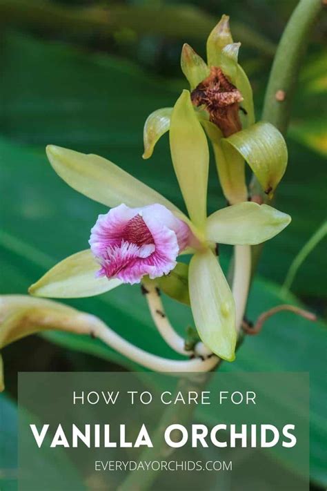 All about vanilla orchid care and propagation – Artofit