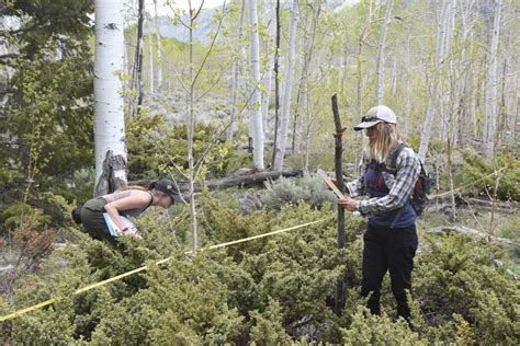 Pando, the massive ancient tree, is splitting into 3