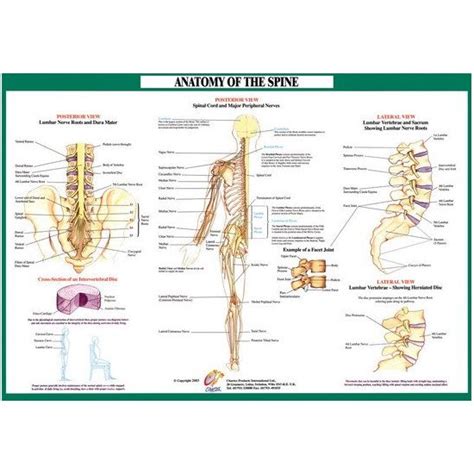 Chartex Spine Anatomical Chart (Nerves) | Health and Care