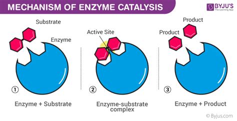 What is Substrate? - Definition and Examples of Substrate with FAQs