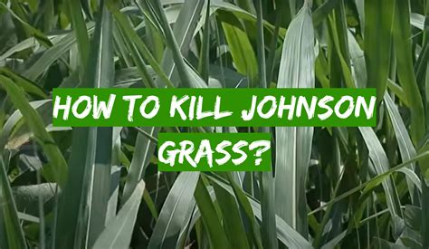 How to Kill Johnson Grass? - Grass Killer