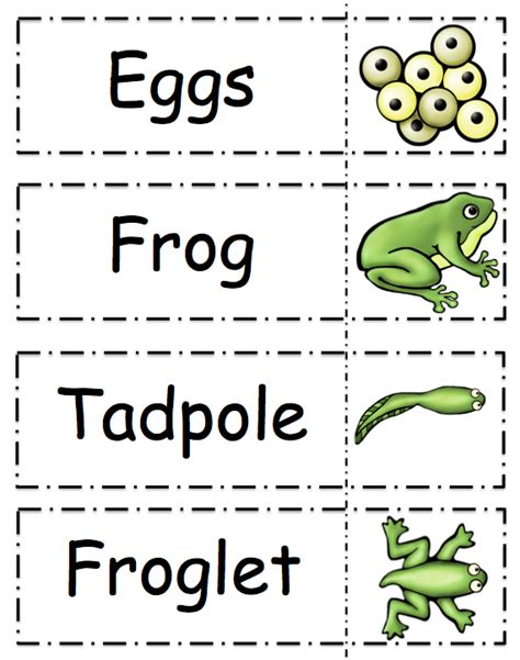 Frog Life Cycle Worksheets