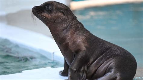 Brookfield Zoo welcomes new California sea lion pup - ABC7 Chicago