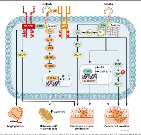 Negative Regulation of Apoptosis | Semantic Scholar