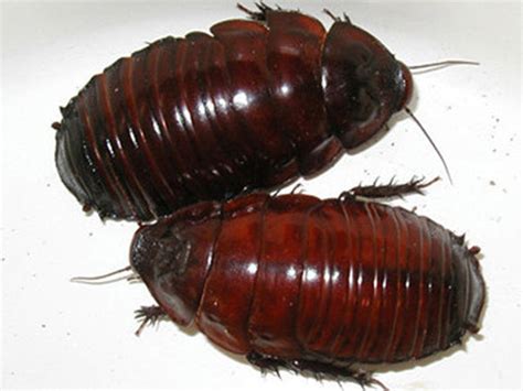 Giant Burrowing Cockroaches Juvenile for Sale