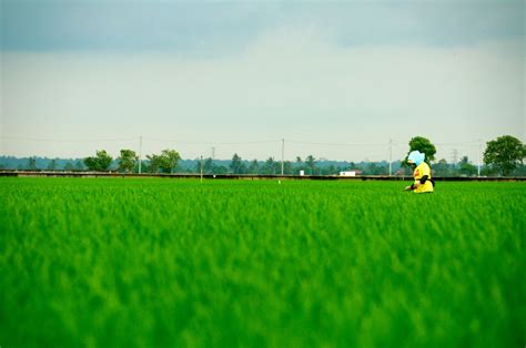 [PHOTOS] It's Obvious Sekinchan Is Malaysia's Favourite Paddy Field!