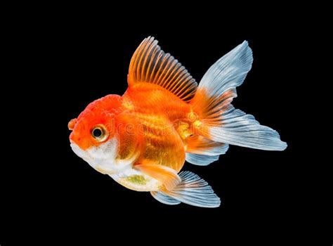 Goldfish Isolated On White Background Stock Photo - Image of aquarium, object: 83997804