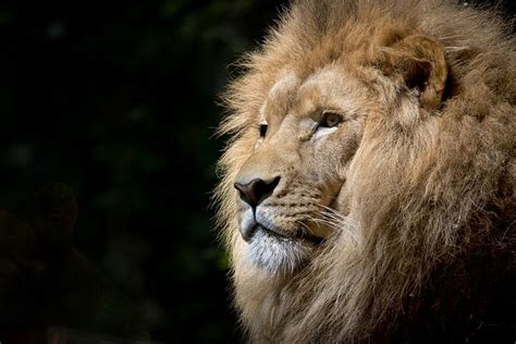 600+ Free Lion Head & Lion Images - Pixabay