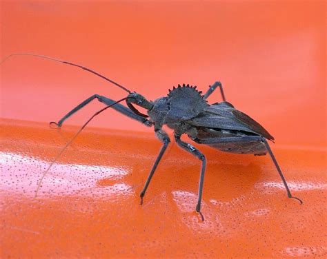 Wheel Bug (Arilus cristatus) - Picture Insect